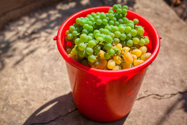 grape harvest