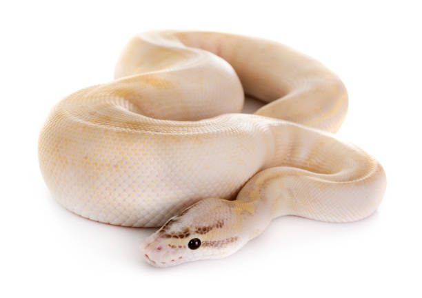340+ Pastel Python Stock Photos, Pictures & Royalty-Free Images - iStock