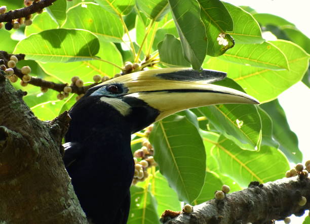 istock Face of hornbill sitting in a tree 1148992079