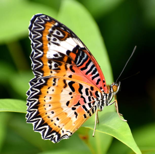 istock Closeup of colorful butterfly sitting on a leaf 1148992083