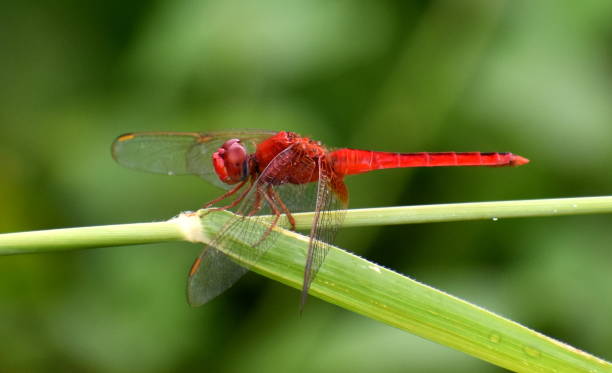 istock Bright red dragonfly on blade of grass 1148992128