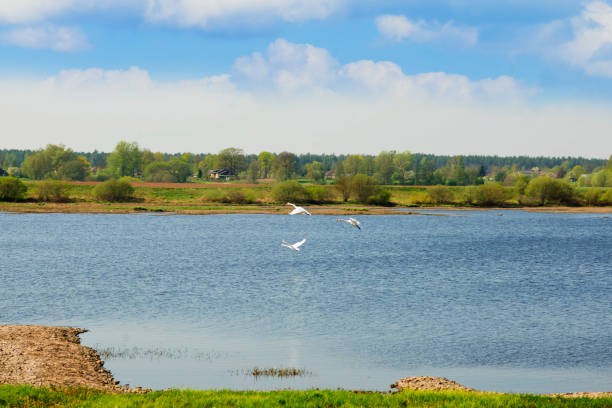 Natural landscape on a forest lake with a flock of swans. Summer nature for screensaver on your desktop.