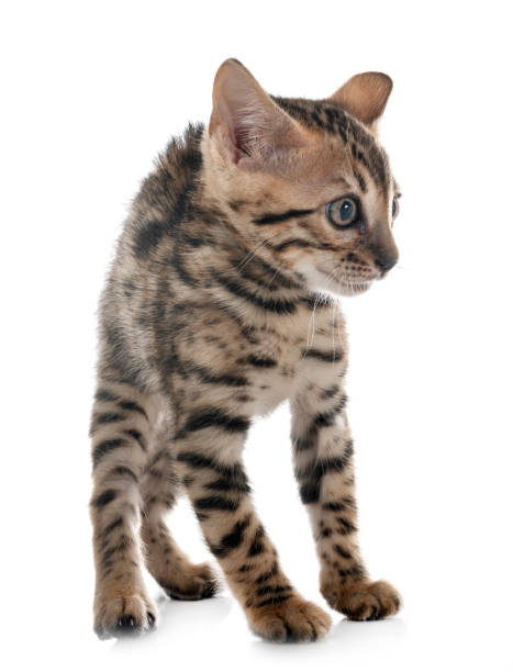 bengal cat - affraid imagens e fotografias de stock