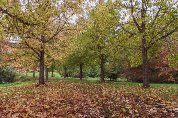 Autumn in Palmdale on the Central Coast of NSW, Australia.