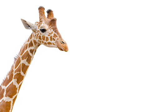 Giraffe head and neck isolated on white whith copy space