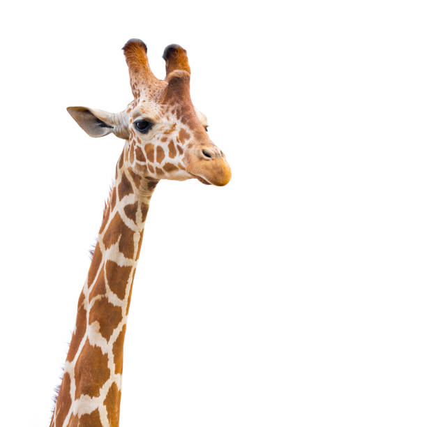 기린에 흰색 - animal animal neck cute safari animals 뉴스 사진 이미지