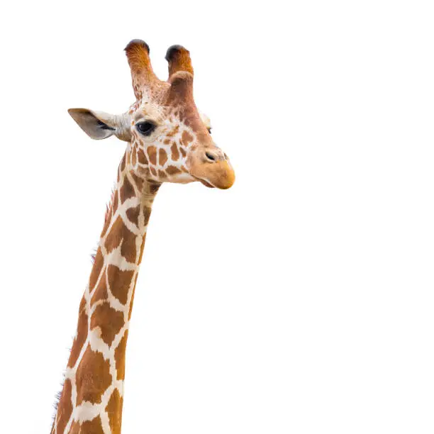 Photo of Giraffe on white