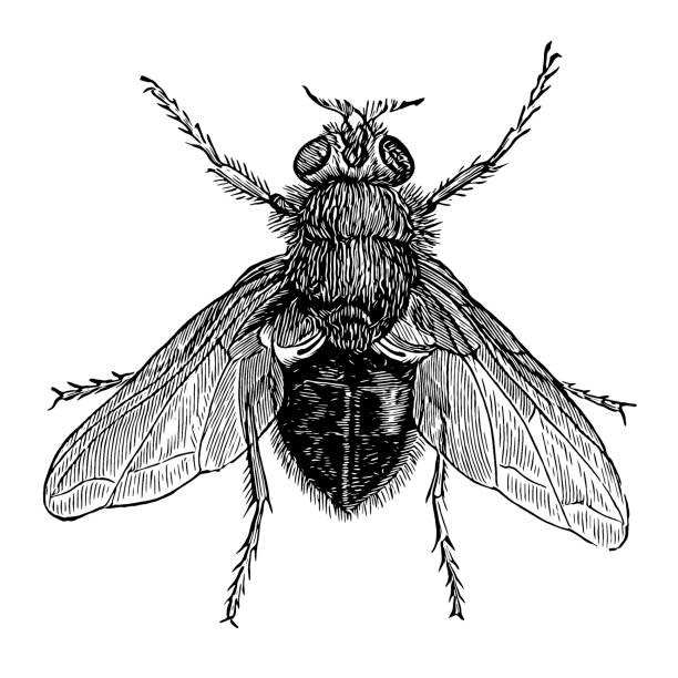 illustrazioni stock, clip art, cartoni animati e icone di tendenza di la mosca del bollitore blu o l'ape (calliphora vomitoria) - engraved image fly antique housefly