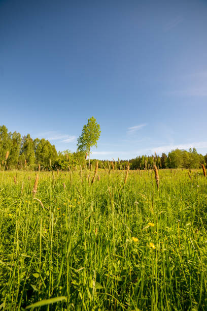 istock bright green meadow in sunny day in countryside 1148996027