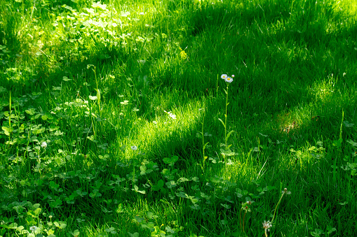 The light that leaks into the fresh green grass and the shadows make us feel a new life and its power.