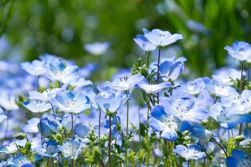 blue forget me not flowers background