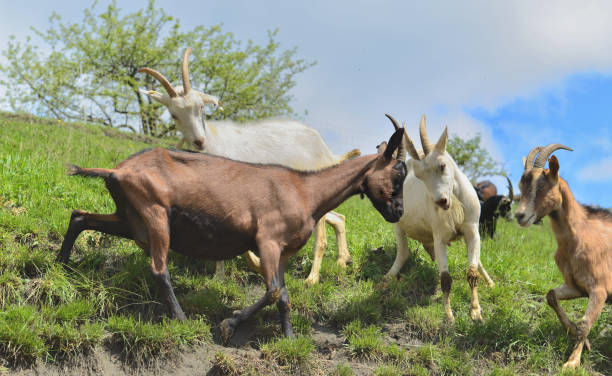 istock brown and white  goats are bumping against each othe 1148996979