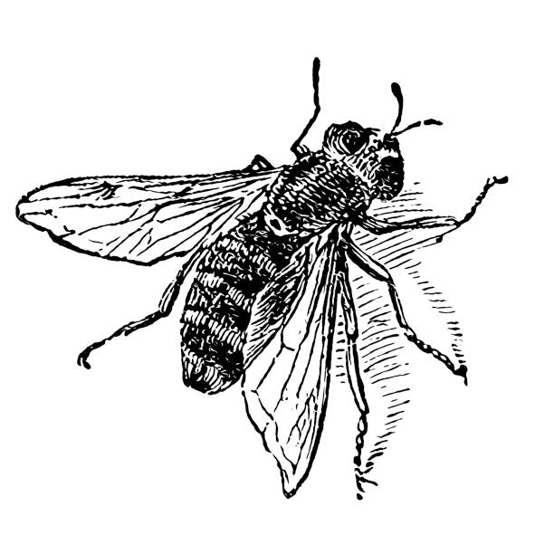 Hoverfly ,Syrphus festivus Illustration of a Hoverfly ,Syrphus festivus hoverfly stock illustrations