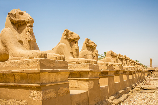 The famous avenue of ram-headed sphinxes that lead to the first pylon of Karnak Temple. This western approach to Karnak was appropriately called ‘The Way of the Rams’ by ancient Egyptians and has been attributed to Rameses II because the statuettes between the sphinxes paws bear his cartouche.