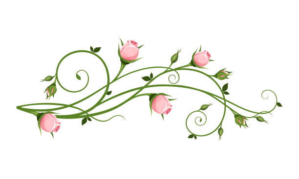 ilustraciones, imágenes clip art, dibujos animados e iconos de stock de elemento de diseño decorativo vectorial con rosebuds rosas. - rose colored illustrations