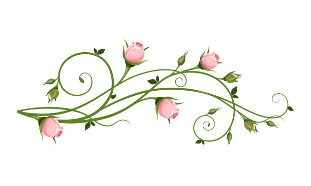 Vector decorative design element with pink rosebuds. Vector decorative design element with pink rosebuds isolated on a white background. tendril stock illustrations