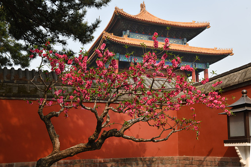 Beijing spring blossom against a wall near the Forbidden City, China