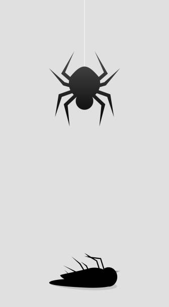 Spider and dead fly vector art illustration