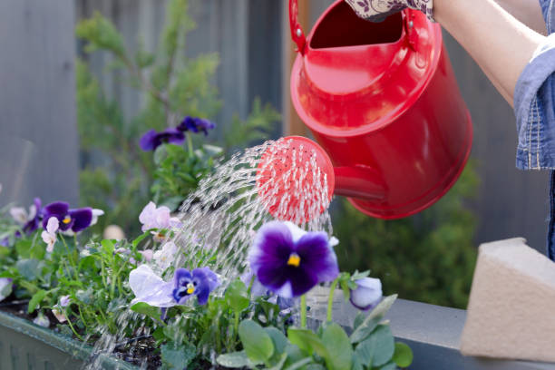 Woman watering pansy flowers on her city balcony garden. Urban gardening concept Woman watering pansy flowers on her city balcony garden. Urban gardening concept pansy photos stock pictures, royalty-free photos & images