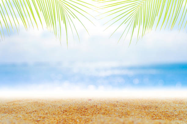istock Tropical nature clean beach and white sand in summer with palm tree leaf sun light blue sky and bokeh abstract  background. 1148998392