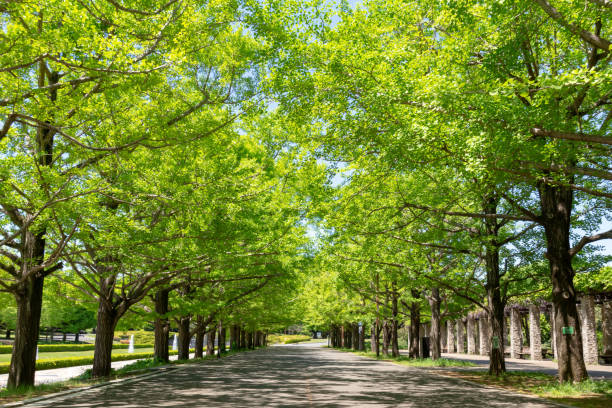 istock Fresh green ginkgo trees in Park 1148998576