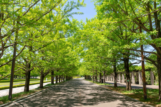 istock Fresh green ginkgo trees in Park 1148998589