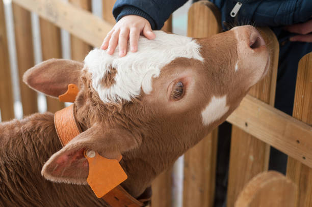 istock hand of chil on veal in a farm 1148999040