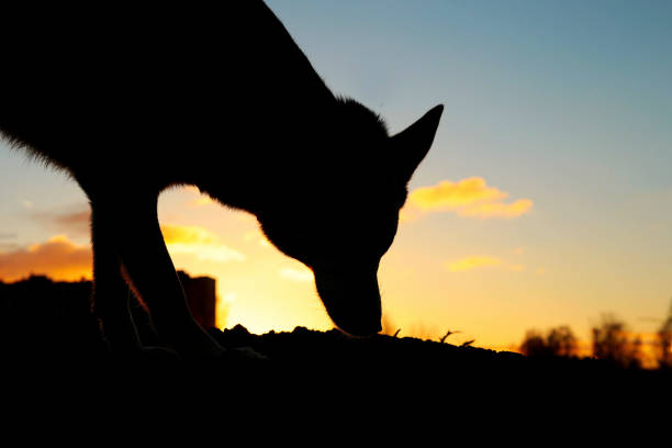 istock Silhouette of a husky dog walking on sunset. 1149000312