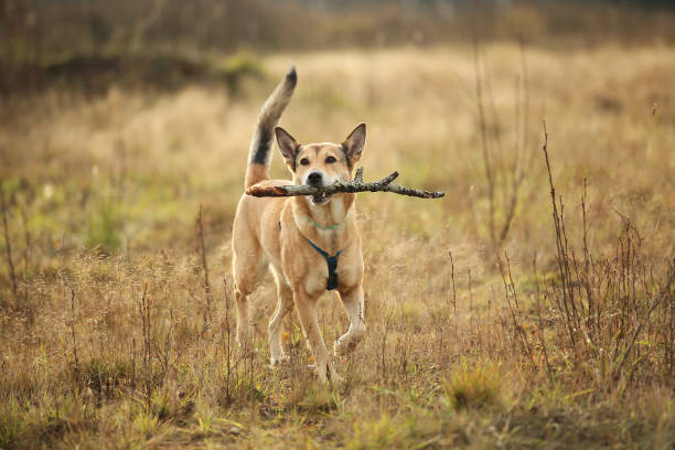 istock Front view at red mongrel dog running on a green meadow looking at camera. Green trees and grass background. 1149000343