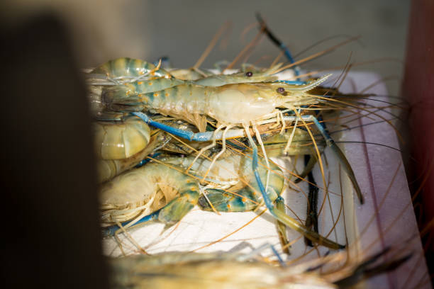 istock Pile of fresh raw prawn prepare for cook 1149000393
