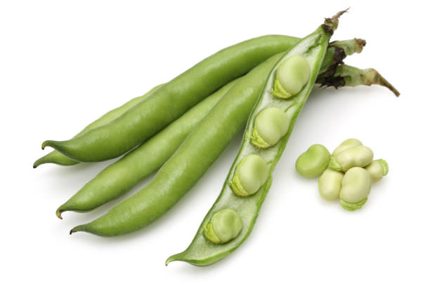 haricot vert frais de large d’isolement sur le blanc - fava bean bean seed photos et images de collection