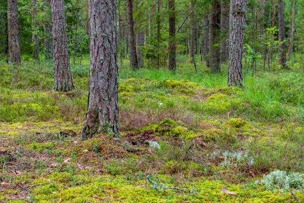 istock tree trunk wall in pine tree forest with green moss covered forest bed 1149002063