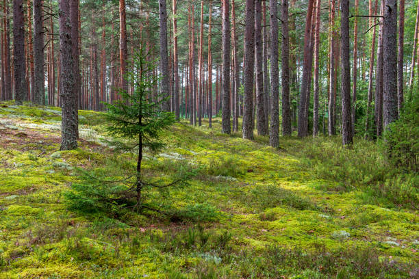 istock tree trunk wall in pine tree forest with green moss covered forest bed 1149002116