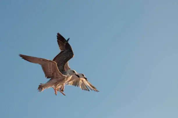 Photo of two seagulls flying side by side and looking at the camera