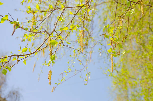 printemps un paysage feuilles vertes contre le fond du ciel bleu en mai - may leaf spring green photos et images de collection