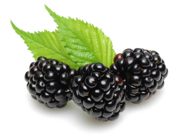 istock Blackberries with leaves isolated on white 1149002810