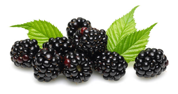 istock Blackberries with leaves isolated on white 1149003222