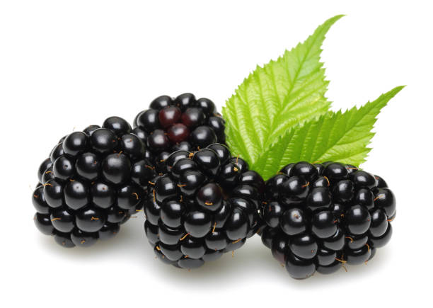 istock Blackberries with leaves isolated on white 1149003544