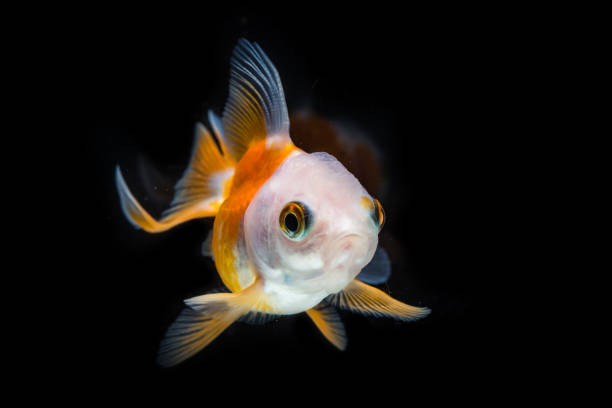 istock Goldfish are moving in the water , isolated on black. 1149003656