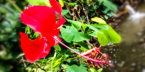 istock Red hibiscus flower 1149004288