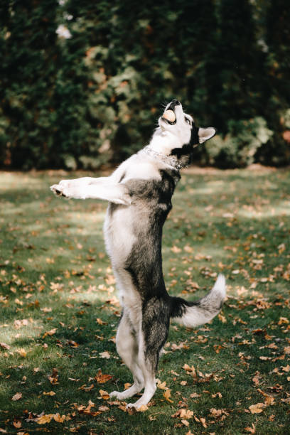 istock Husky dog jumps for food 1149004301