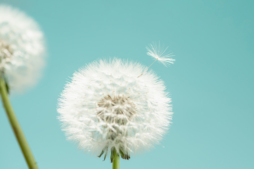 Studio shot of two dandelion seed heads in front of a turquoise blue background. One of the seeds from the seed head in the middle of the photo is detaching from the seed sphere.