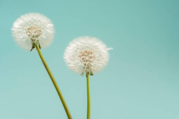 istock Dandelion seed heads and a messy hairdo 1149004604