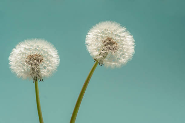 istock Two dandelion seed heads in full focus 1149004767