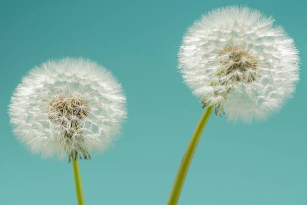 istock Dandelion seed heads close-up 1149004870