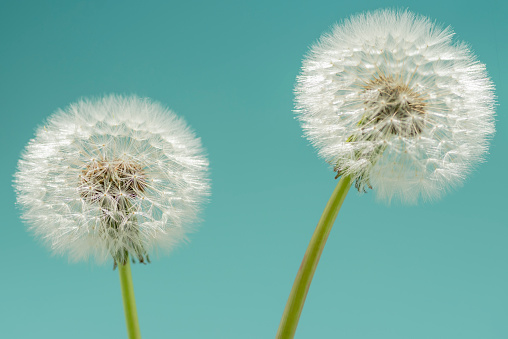 Studio shot of two dandelion seed heads in front of a turquoise blue background
