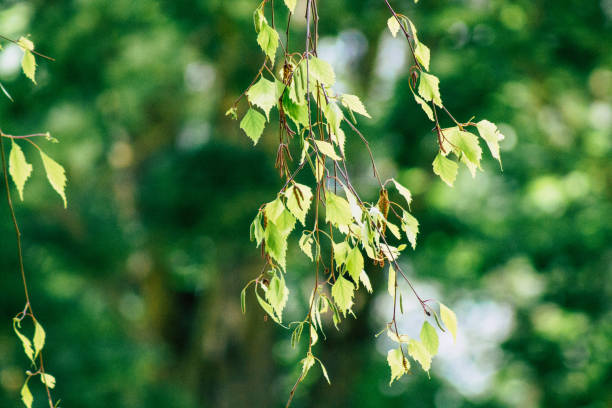istock Nature in France 1149005470