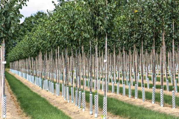 istock Tree plantation in the country 1149007230