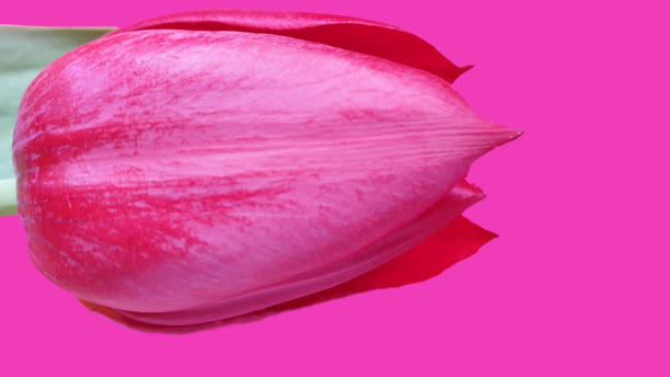 istock Close up of single red tulip on pink background with copy space 1149008417