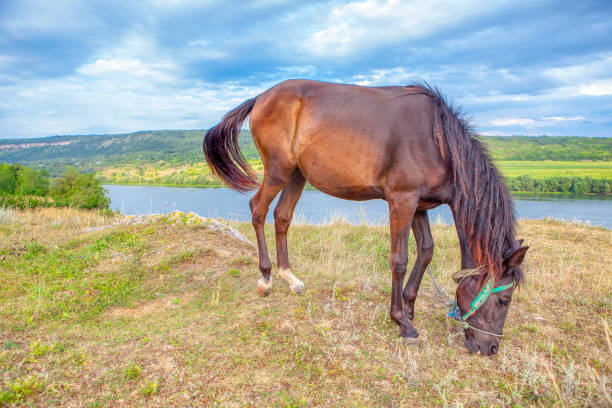 istock domestic horse grazing 1149009595
